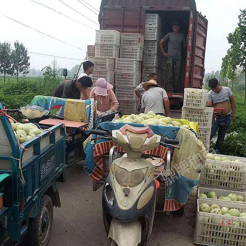 鼎牌甜瓜裝箱上車(chē)（濟(jì)寧）