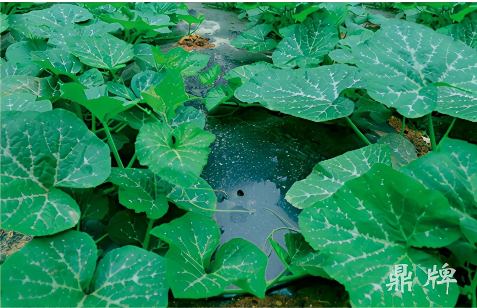 種這種綠葉菜，栽培輕松，畝產(chǎn)值過(guò)萬(wàn)元，菜農(nóng)表示很劃算