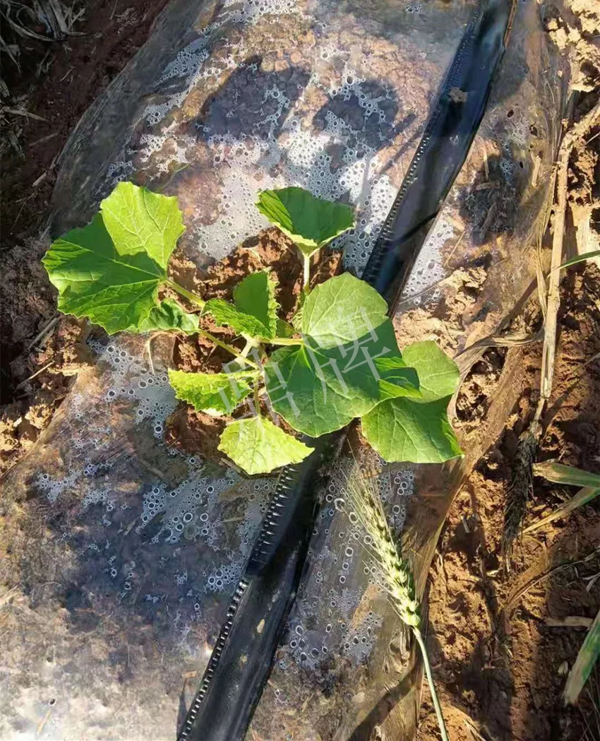 河南焦作的李向林今年種植甜瓜新品種，客戶直接拉貨走人