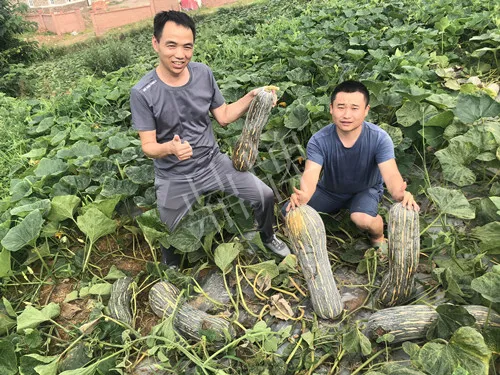 四川農(nóng)戶今年種“健美蜜本”南瓜產(chǎn)量高，品質(zhì)好，感覺巴適得很