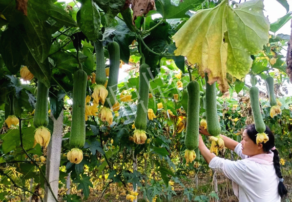 蔬菜種子種植戶客戶點評-8月，持續(xù)高溫下，這種絲瓜少見，少見！