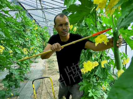 蔬菜種子種植戶客戶點(diǎn)評-這種絲瓜在法國，批發(fā)都是30元/kg