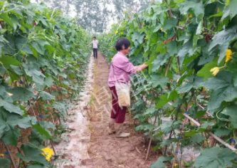 蔬菜種子種植戶客戶點(diǎn)評-85歲老奶奶，還是種植基地的領(lǐng)頭人，做的怎么樣？一起去看看…