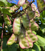 蔬菜種子種植戶客戶點評-價格好得讓種植者笑咪咪的，這個神奇的品種在霜降后還是串串結莢！