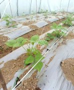 蔬菜種子種植戶客戶點評-超早！超早！我的扁豆2月15日“逆季”上市……