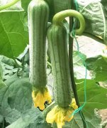 蔬菜種子種植戶客戶點評-這瓜，太美了！太美了！但我這個老菜農……唉！