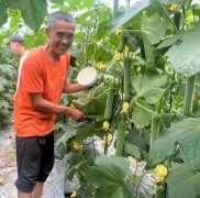 蔬菜種子種植戶客戶點評-干農業(yè)，有喜悅嗎？有的，請看！