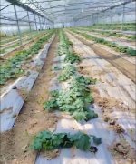 蔬菜種子種植戶客戶點(diǎn)評(píng)-三倍體絲瓜到底是斷頭好？還是不斷頭好？看看這位老板的做法……
