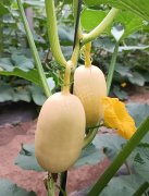 蔬菜種子種植戶客戶點(diǎn)評(píng)-瓜菜價(jià)格不好，太卷了！看一位種植大戶穩(wěn)穩(wěn)賺錢的經(jīng)驗(yàn)…