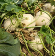 蔬菜種子種植戶客戶點(diǎn)評(píng)-我種植的這個(gè)品種，稱得上“白馬王子”，與大家分享！