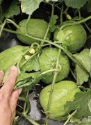 蔬菜種子種植戶客戶點(diǎn)評(píng)-瓜商喜歡、消費(fèi)者喜歡，這個(gè)品種就好銷售！